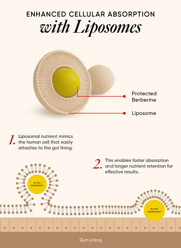 13.6x Higher Absorption* With liposomal technology