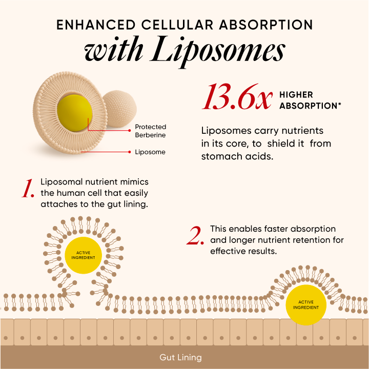 enhanced cellular absorption with liposomes
